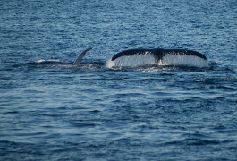 海洋经济格拉迪奥